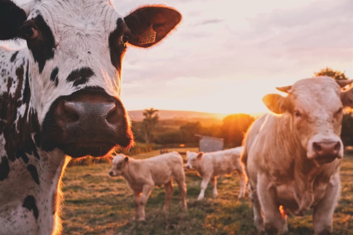 Cattle grazing on a pastoral farm landscape
